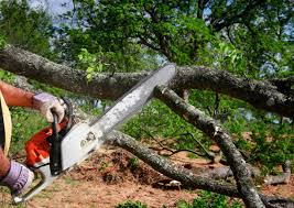 Seasonal Cleanup in Spring Valley, NV