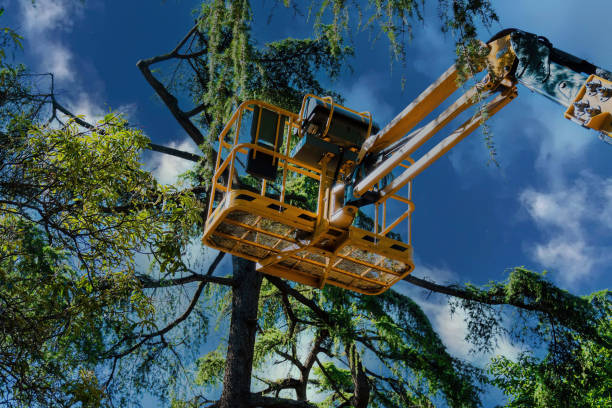 Trusted Spring Valley, NV Tree Services Experts