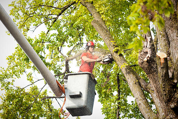 Best Fruit Tree Pruning  in Spring Valley, NV